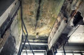 Asbestos and Lead Testing During Mold Inspection in Fairfield, IL